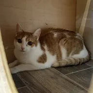 Sreberko 0478/25 - samiec, 3 lata