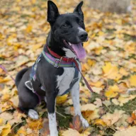 Monte 0479/24 - samiec, 2 lata