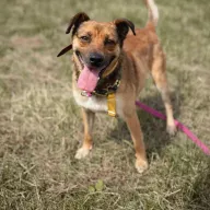 Modi 0540/25 - samiec, 4 lata