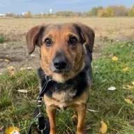 Szreda 0545/25 - samica, 4 lata