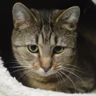 Perła 0546/25 - samica, 1 rok