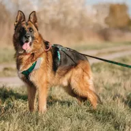 Dakar 0547/23 - samiec, 8 lat