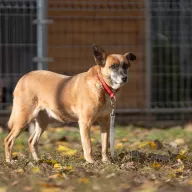 Karis 0562/25 - samica, 4 lata