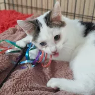 Śpioszek 0566/25 - samiec, 4 miesiące