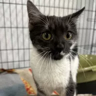 Zendaya 0787/25 - samica, 8 miesięcy