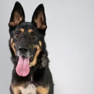 Kozak 0580/24 - samiec, 9 lat