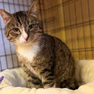 Lotos 0708/25 - samiec, 9 lat