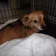  0007/26 - samica, 7 lat