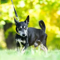 Fafik 0612/25 - samiec, 8 lat