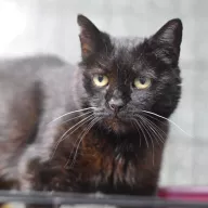 Tenebra 0619/25 - samica, 13 lat