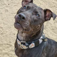 Eris 0636/24 - samica, 7 lat