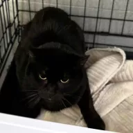 Onyks 0638/25 - samiec, 6 lat