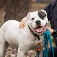 Kifer 0655/24 - samiec, 7 lat