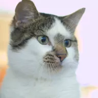 Lucjan 0659/25 - samiec, 5 lat