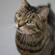 Narewka 0677/25 - samica, 9 lat