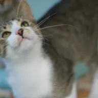 Aramis 0685/25 - samiec, 7 miesięcy