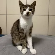 Aramis 0685/25 - samiec, 8 miesięcy