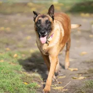 Ozzy 0701/25 - samiec, 10 lat