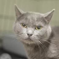 Aster 0710/25 - samiec, 3 lata