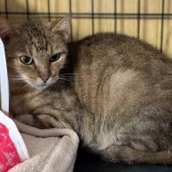 Malwa 0713/25 - samica, 10 lat