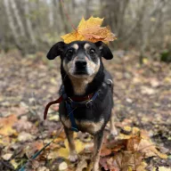 Norbi 0725/24 - samiec, 5 lat