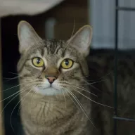 Puszek 0750/25 - samiec, 3 lata