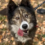 Runo 0763/25 - samiec, 5 lat