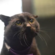 Hiko 0776/25 - samiec, 11 lat