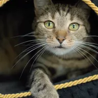 Maria 0777/25 - samica, 8 lat