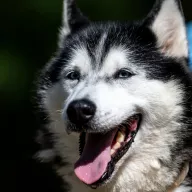 Kajla 0781/25 - samica, 9 lat