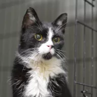 Sędzia Dred 1032/25 - samiec, 12 lat