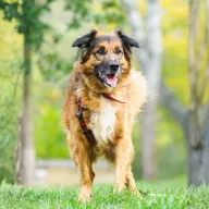 Gucio 0801/25 - samiec, 10 lat