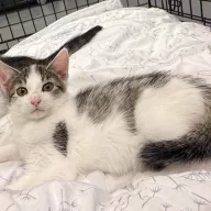 Buzik 0802/25 - samiec, 2 miesiące