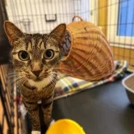 Hana 0805/25 - samica, 5 lat