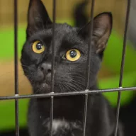 Obsydian 0806/25 - samiec, 9 miesięcy