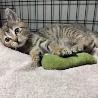 Kimbo 0807/25 - samiec, 2 miesiące