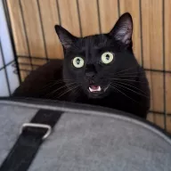 Fej 0823/25 - samica, 5 lat