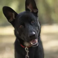 Lucek 0825/25 - samiec, 1 rok