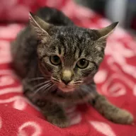 Burcia 0829/25 - samica, 5 miesięcy