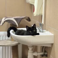 Bagera 0842/24 - samica, 1 rok