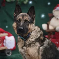 Astral 0843/25 - samiec, 3 lata