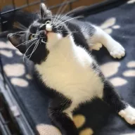 Inko 0844/25 - samiec, 7 miesięcy