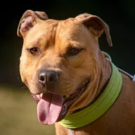 Aron 0851/22 - samiec, 4 lata