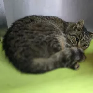 Felka 0851/25 - samica, 8 lat