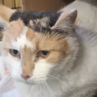 Saffi 0854/25 - samica, 3 lata