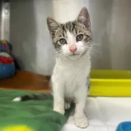 Promyk 0858/25 - samiec, 3 miesiące