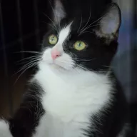 Mona 0861/25 - samica, 6 miesięcy