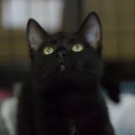 Lisa 0862/25 - samica, 6 miesięcy