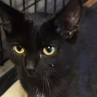 Lisa 0862/25 - samica, 5 miesięcy