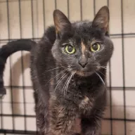 Raisa 0863/25 - samica, 10 lat